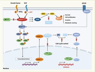 Advances in immunotherapy for mucosal melanoma: harnessing immune checkpoint inhibitors for improved treatment outcomes